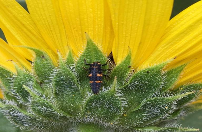 Insect on a flower