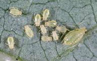Poplar Leaf Aphid