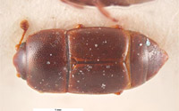 Sap Beetle