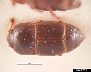 Sap Beetle