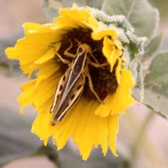 two-striped-grasshopper.jpg