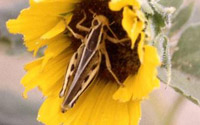 Two-Striped Grasshopper