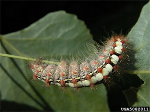 White Satin Moth Caterpillar
