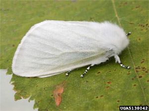 White Satin Moth