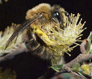Yellow Face Bee