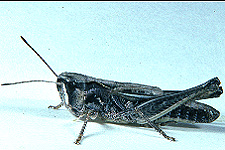 Adult Female