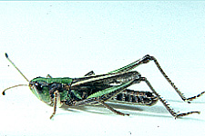 Adult male