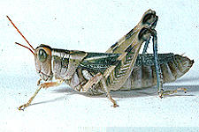 Adult female