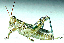 Adult male