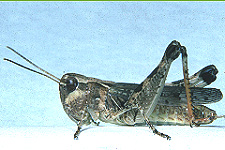 Adult Female