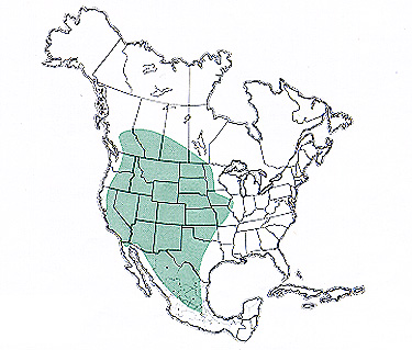Geographic range of A. coloradus