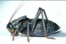 Adult male