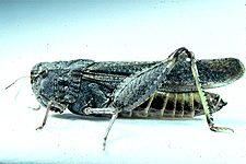 Adult Female