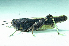 Adult male