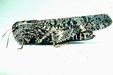 Adult Female