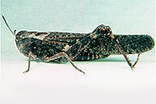 Adult male