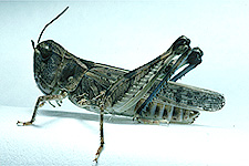 Adult Female