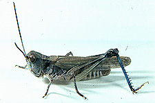 Adult male