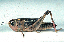 Adult Female