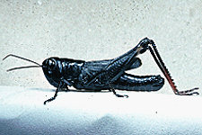 Adult male