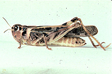 Adult Female