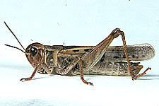 Adult male