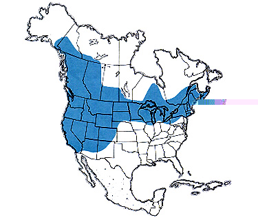Geographic range of C. pellucida