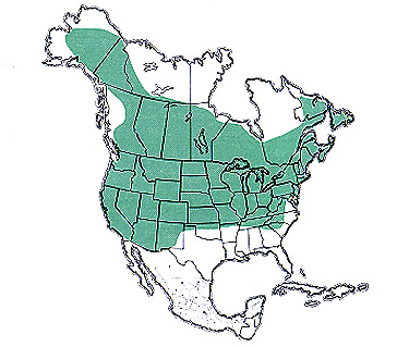 Geographic range of C. curtipennis