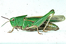 Adult Female