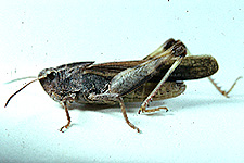 Adult male