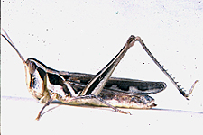 Adult Female