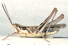Adult male