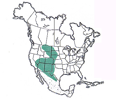 Geographic range of C. crenulata