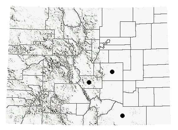 Mermiria texana Bruner