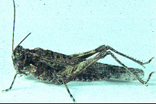 Adult Female