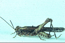 Adult male