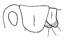 EXTRA NYMPHAL INSTAR 