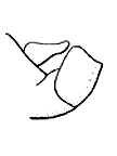 Melanoplus femurrubrum (Side Views) figure