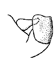 Melanoplus femurrubrum (Second Side View)