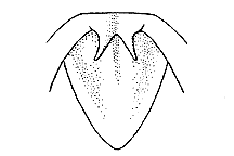 Melanoplus sanguinipes (Furculae) figure