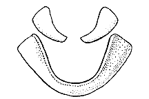 Melanoplus femurrubrum (Top View) figure
