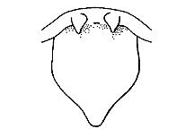 Melanoplus gladstoni (Furculae) figure