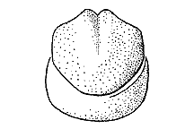Melanoplus sanguinipes (Back View) figure