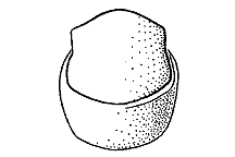Melanoplus gladstoni (Back View) figure