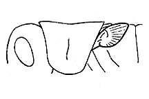 Tegmina and wing pads pointed up (dorsally). 