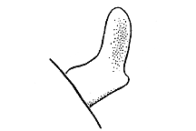 Melanoplus differentialis