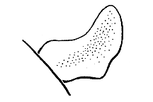 Melanoplus bivittatus
