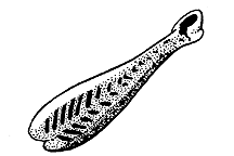 Melanoplus differentialis