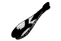 Black morph of Melanoplus differentialis