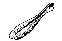 Melanoplus bivittatus